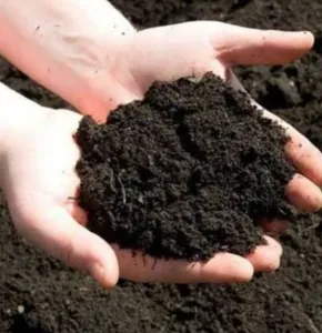 গোবর গুঁড়া  ৫০ কেজি প্যাক