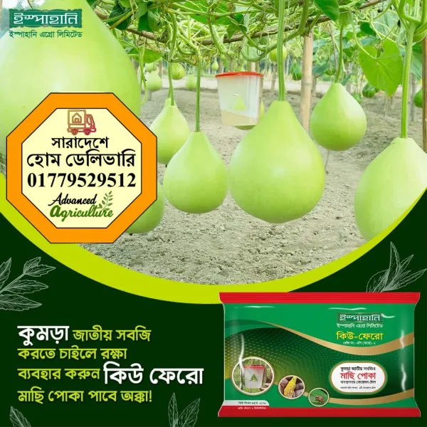 কিউ-ফেরো কুমড়াজাতীয় ফসলের মাছি পোকা দমনের ফেরোমন টোপ