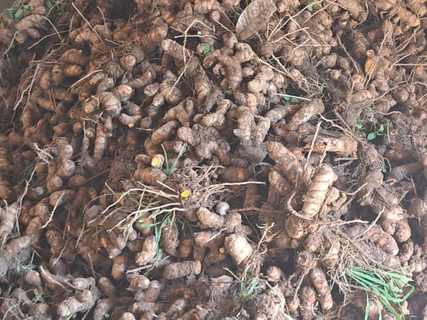 Holud/Turmeric/হলুদ