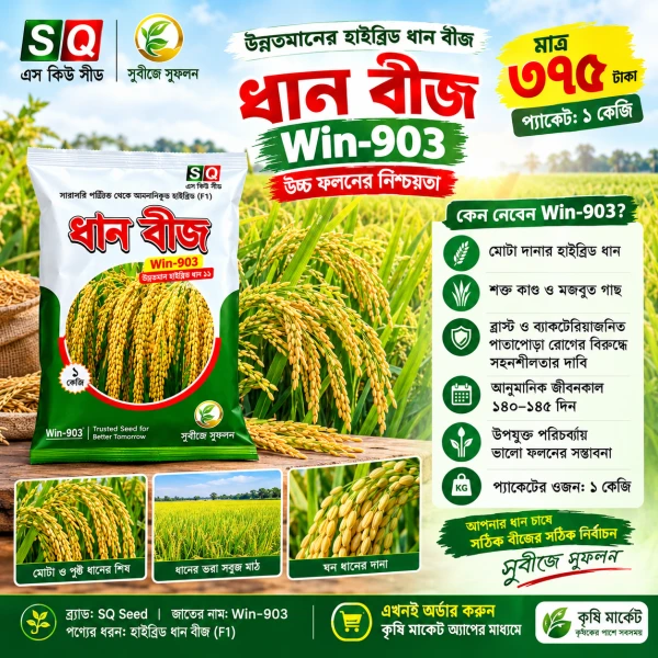 হাইব্রিড ধান বীজ-উইন-৯০৩