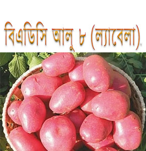 বিএডিসি আলু৮ (ল্যাবেলা)