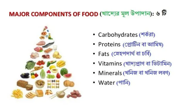 খাদ্য ও পুষ্টি গুরুত্ব