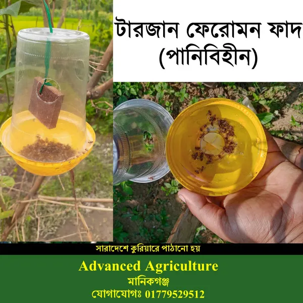 পানিবিহীন টারজান সেক্স ফেরোমন ফাঁদ