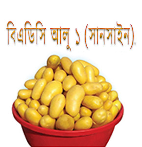 বিএডিসি আলু ১ (সানসাইন)