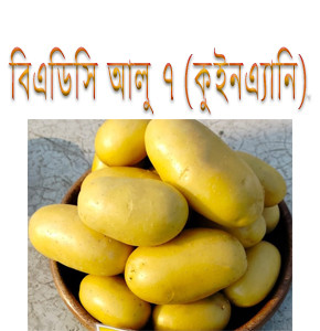 বিএডিসি আলু৭ (কুইনএ্যানি)