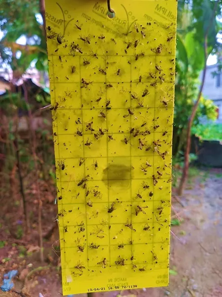 ব্রাক এর হলুদ আঠালো ফাদ-১০ ইঞ্চি*৪ ইঞ্চি